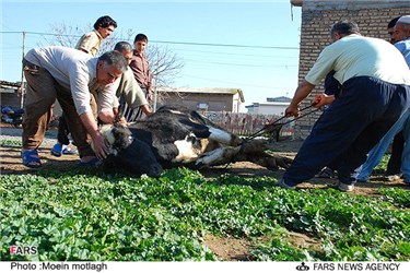 ذبح گاو در ترکمن صحرا