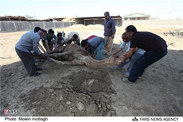 انتقال شتر به قربانگاه در ترکمن صحرا