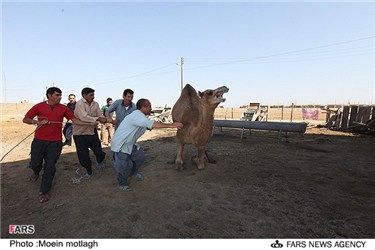 انتقال شتر به قربانگاه در ترکمن صحرا