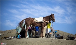 صادرات اسب اصیل ترکمن از خراسان شمالی