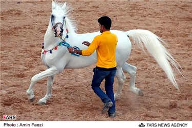  جشنواره اسب های زیبا و اصیل ایرانی در پارک جنگلی زرقان شیراز 