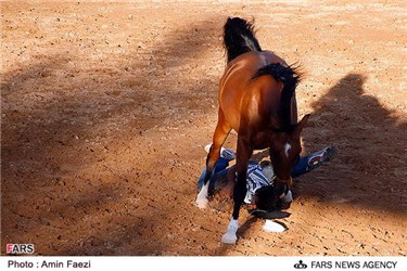  جشنواره اسب های زیبا و اصیل ایرانی در پارک جنگلی زرقان شیراز