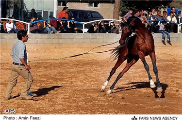  جشنواره اسب های زیبا و اصیل ایرانی در پارک جنگلی زرقان شیراز 