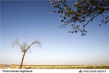 خشکسالی درختان بر اثر تند باد نمک دریاچه ارومیه