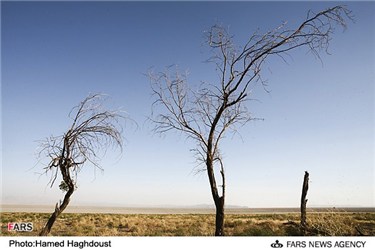 خشکسالی درختان بر اثر تند باد نمک دریاچه ارومیه