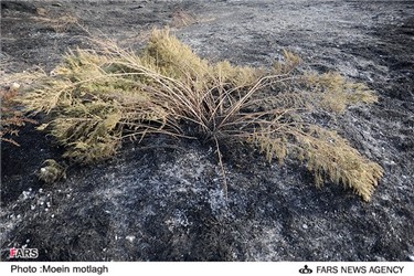 آتش سوزی در پارک ملی گلستان بر اثر بی احتیاطی مسافرین