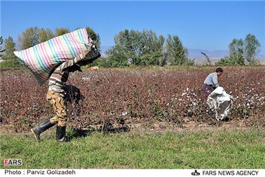 پنبه های برداشت شده توسط کشاورزان 