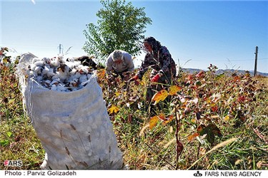 برداشت پنبه از مزرعه روستای جعفر قلی اوشاقی در آذربایجان شرقی 