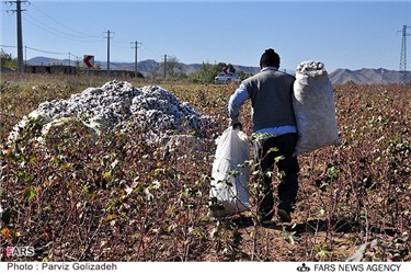 پنبه های برداشت شده توسط کشاورزان 
