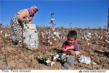 برداشت پنبه از مزرعه در روستای جعفر قلی اوشاقی در آذربایجان شرقی 