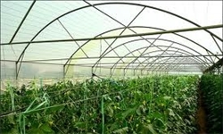 360 واحد گلخانه‌ای در روستای ماهدشت فعال می‌شود