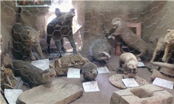 تاریخ 200 ساله در موزه حیات وحش ماسوله