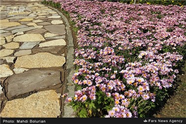 سومین جشنواره گل‌های داوودی شرق کشور در مشهد