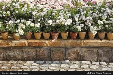 سومین جشنواره گل‌های داوودی شرق کشور در مشهد