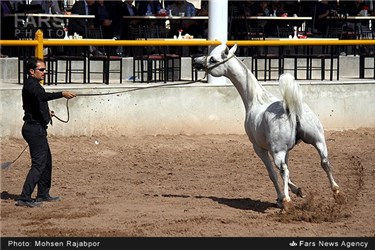 برگزاری جشنواره زیبایی اسب عرب در کرمان