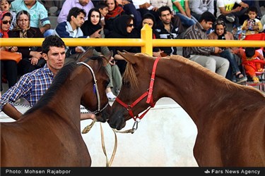 برگزاری جشنواره زیبایی اسب عرب در کرمان
