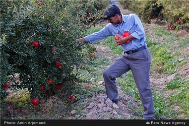 برداشت انار در باغات نی ریز استان فارس