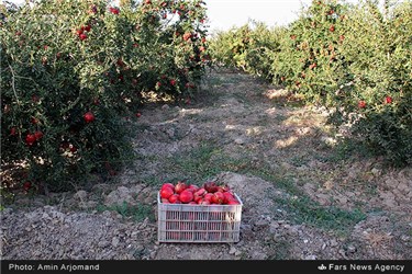 باغ انار در نی ریز استان فارس