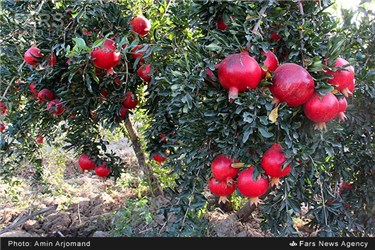 باغ انار در نی ریز استان فارس