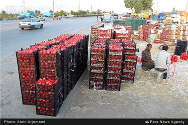 بسته بندی انار در باغات نی ریز استان فارس