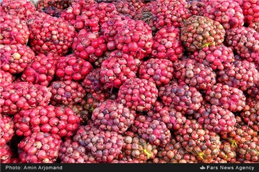 انار بسته بندی شده در باغات نی ریز استان فارس