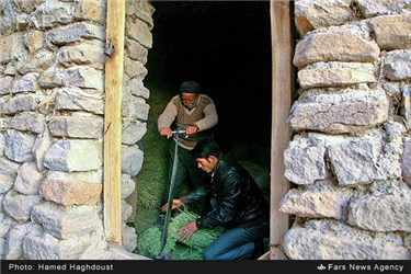 آماده کردن علوفه برای دام در روستای کندوان تبریز