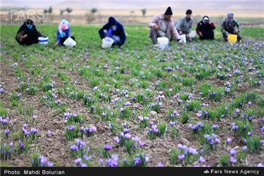 برداشت زعفران از مزارع تربت حیدریه