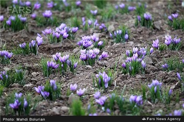 برداشت زعفران از مزارع تربت حیدریه