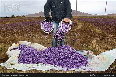 برداشت زعفران از مزارع تربت حیدریه