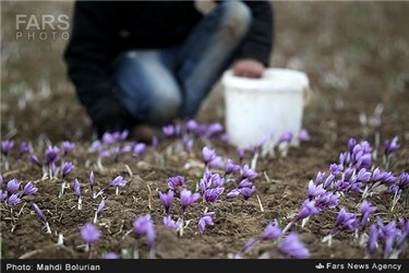 برداشت زعفران از مزارع تربت حیدریه