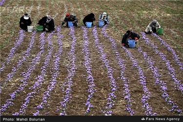 برداشت زعفران از مزارع تربت حیدریه