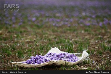 زعفران های برداشت شده از مزارع تریت حیدریه