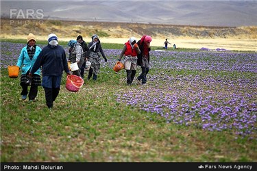 برداشت زعفران از مزارع تربت حیدریه