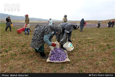 برداشت زعفران از مزارع تربت حیدریه