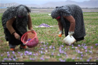 برداشت زعفران از مزارع تربت حیدریه