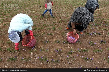 برداشت زعفران از مزارع تربت حیدریه