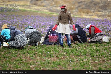 برداشت زعفران از مزارع تربت حیدریه