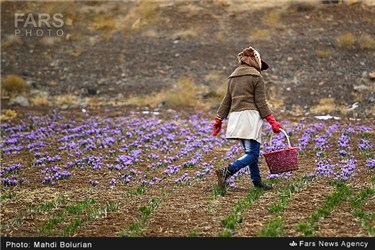 برداشت زعفران از مزارع تربت حیدریه