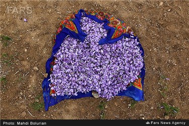زعفران های برداشت شده از مزارع تریت حیدریه