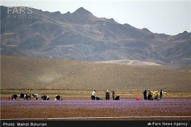 برداشت زعفران از مزارع تربت حیدریه