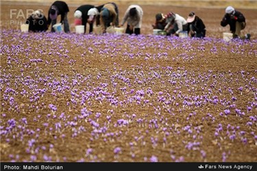 برداشت زعفران از مزارع تربت حیدریه