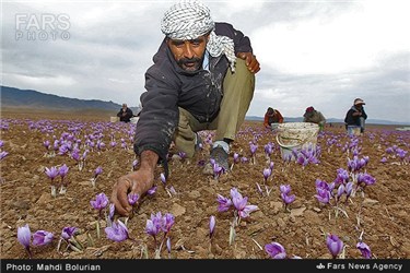 برداشت زعفران از مزارع تربت حیدریه