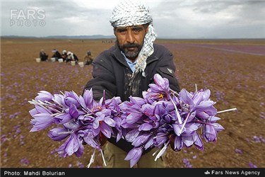 برداشت زعفران از مزارع تربت حیدریه