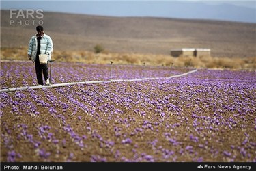 برداشت زعفران از مزارع تربت حیدریه