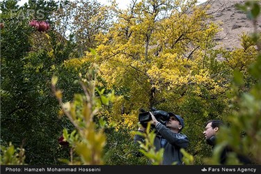 تصویر برداری در باغات انار روستای محمود آباد فیروزکوه
