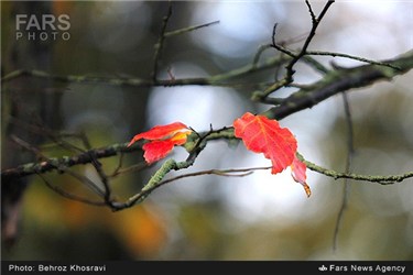 طبیعت پاییزی مازندران