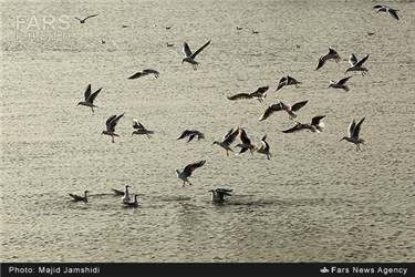 بازگشت پرندگان مهاجر به ساحل بندرعباس