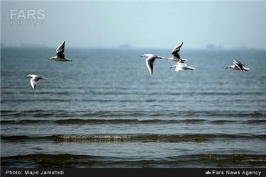 بازگشت پرندگان مهاجر به ساحل بندرعباس