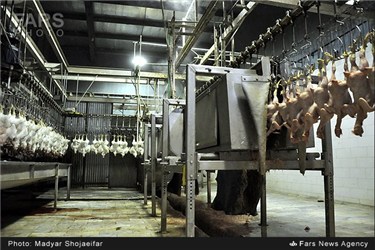 کشتار گاه صنعتی مرغ در رامهرمز