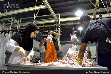 کشتار گاه صنعتی مرغ در رامهرمز